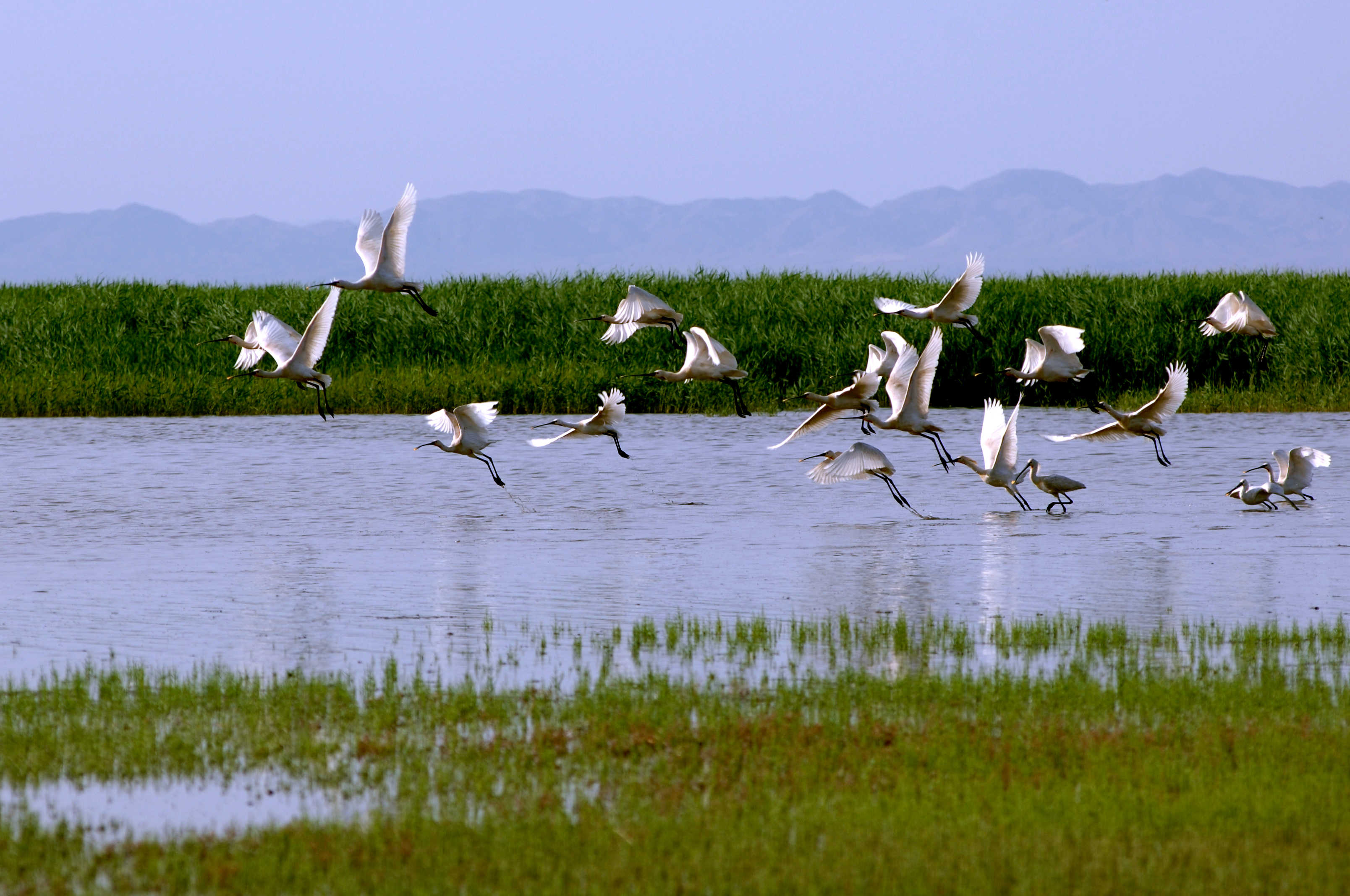 巴彦淖尔市—乌梁素海“蝶变重生”